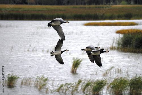 Goose flyby