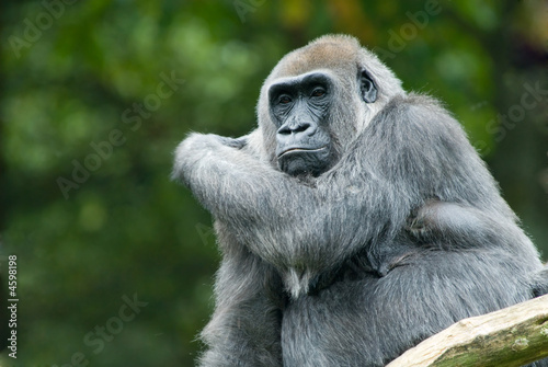 big gorilla © Eric Gevaert