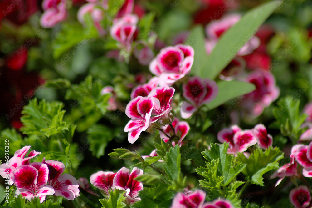 Flowers Flowers