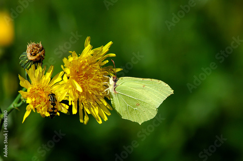 Gonepteryx rhamni photo