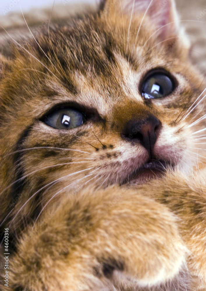 Fototapeta premium Sweet kitty