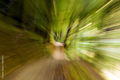 Forest- zooming effect