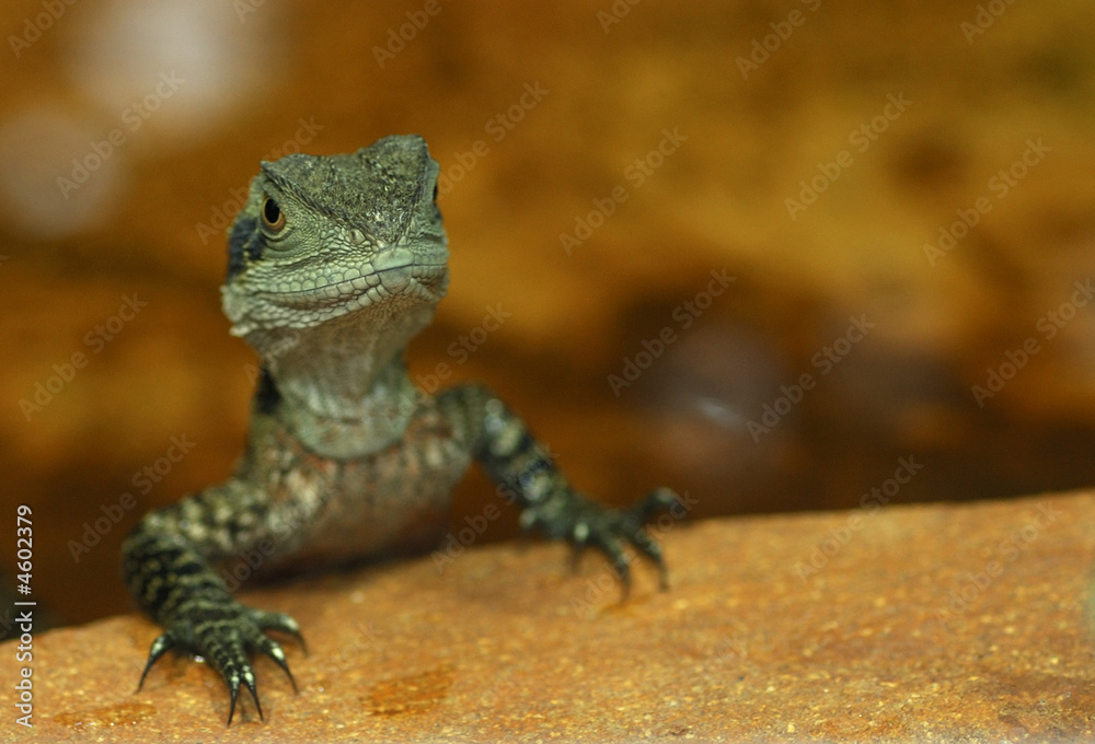 Obraz premium Wasseragam (Physignatus cocincinus)