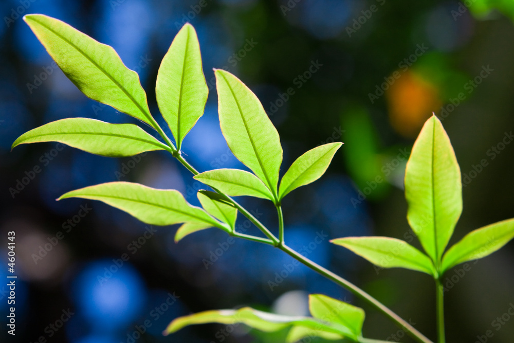 Leaves in forest Leaves in forest