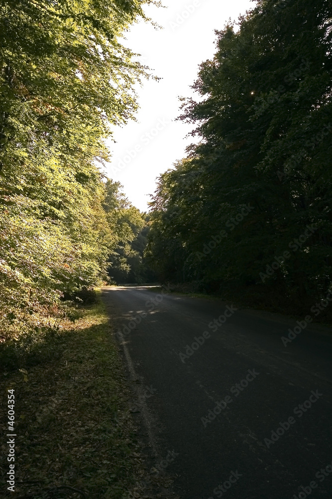 Obraz premium Road in the forest