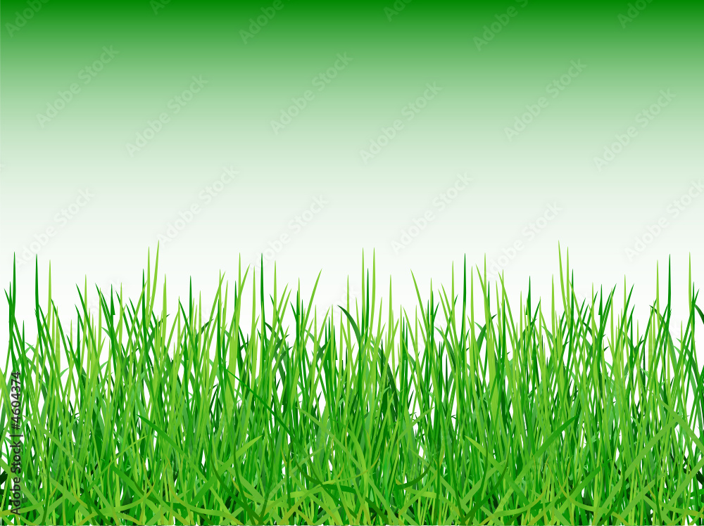 Obraz premium Herbes vertes