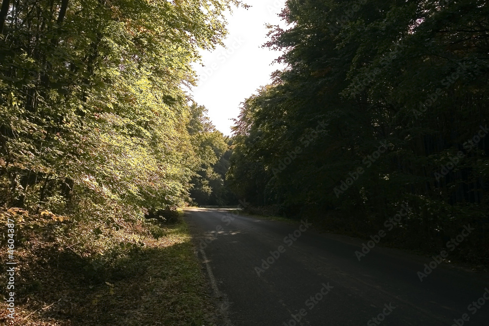 Road in the forest