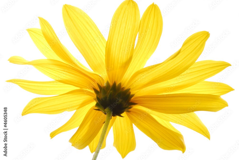 Obraz premium yellow flower