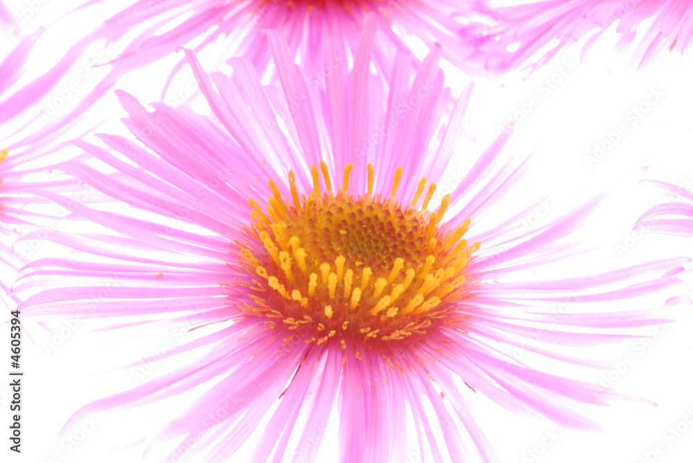 pink flower pink flower