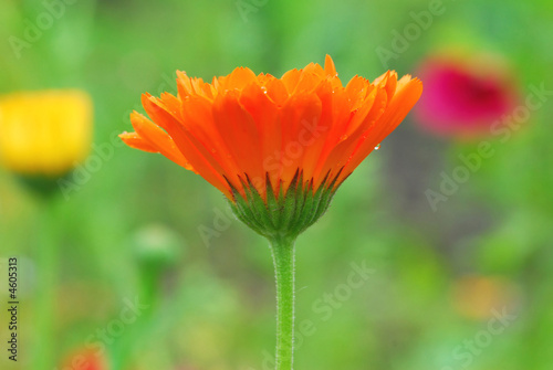 ornge flower