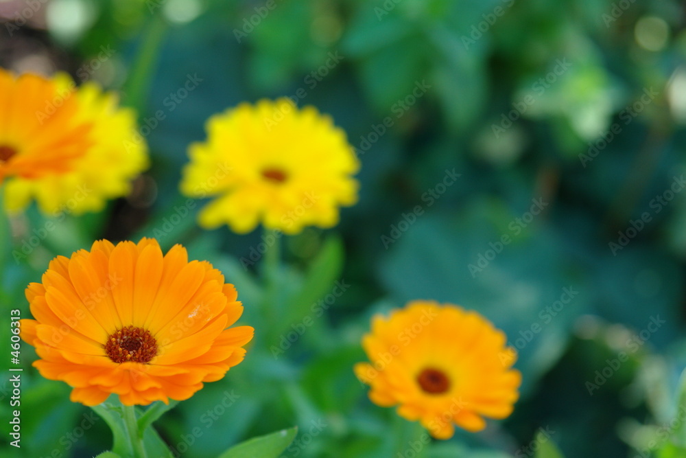 garden garden