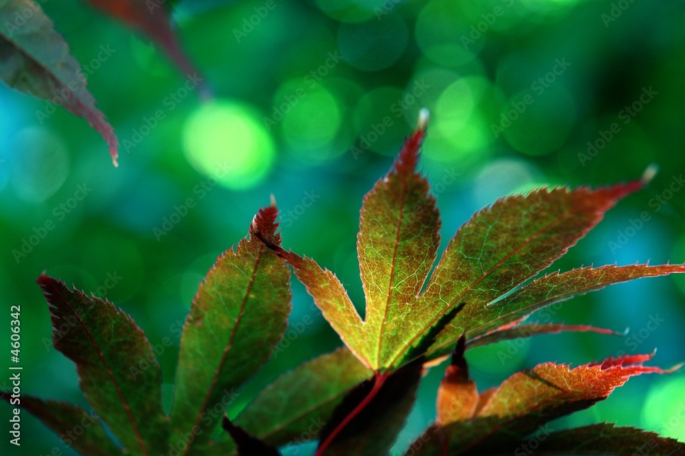Fototapeta premium maple leaves