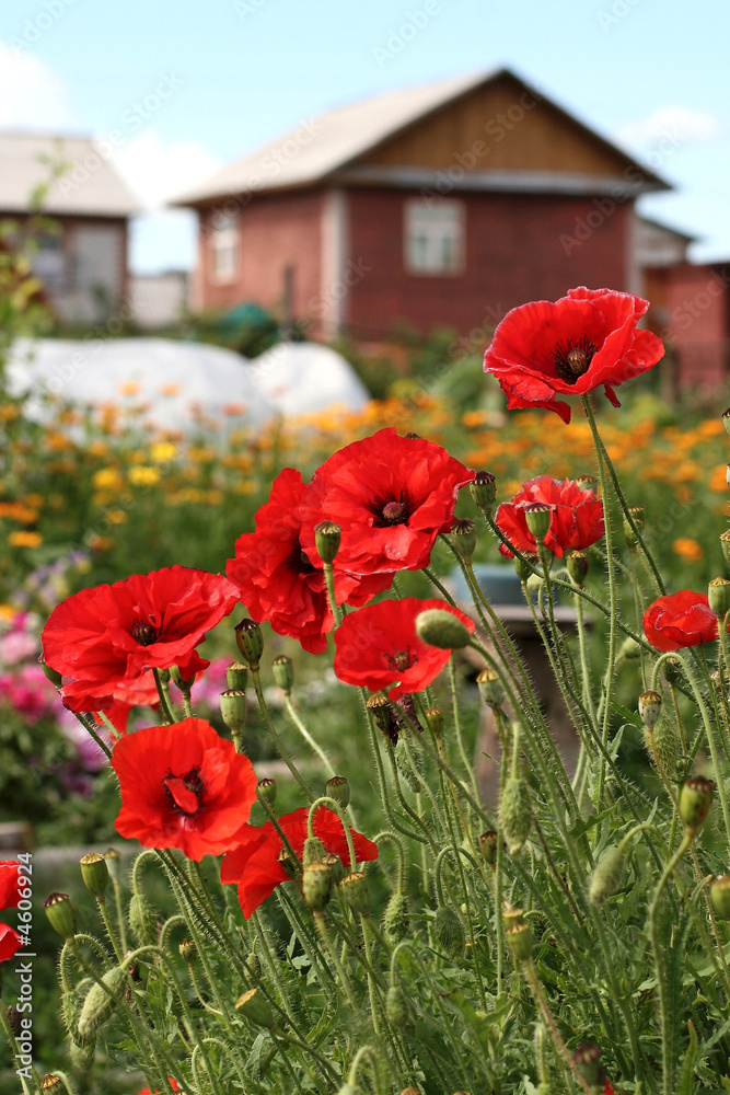 Naklejka premium house