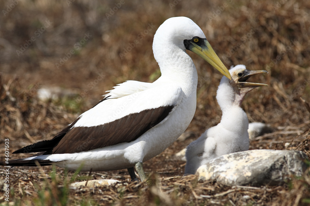 white booby white booby