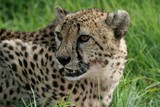 Cheetah wild cat portrait
