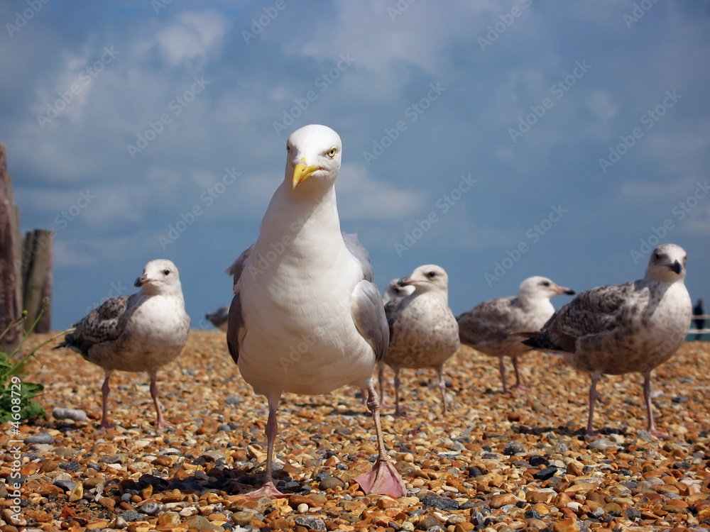 Fototapeta premium Coastal gang