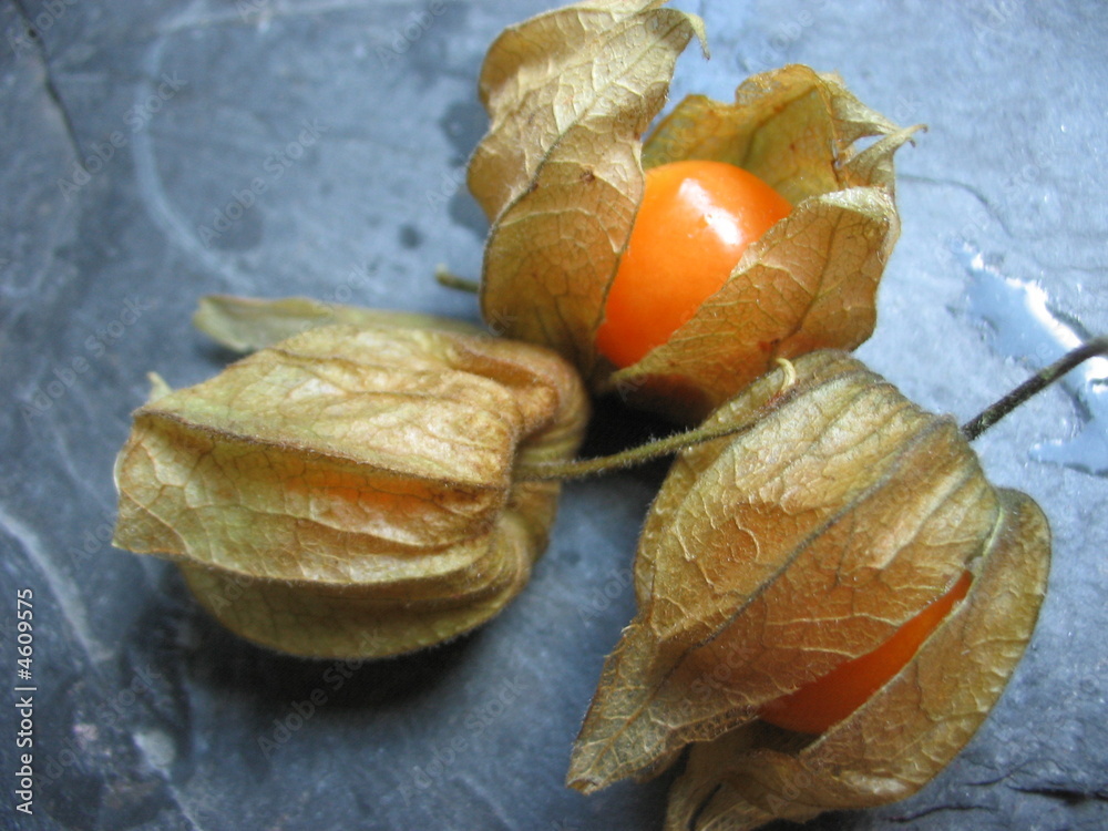 Physalis Physalis
