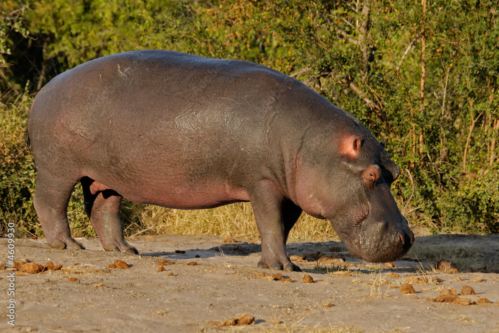 Hippopotamus (Hippopotamus amphibius) Hippopotamus (Hippopotamus amphibius)