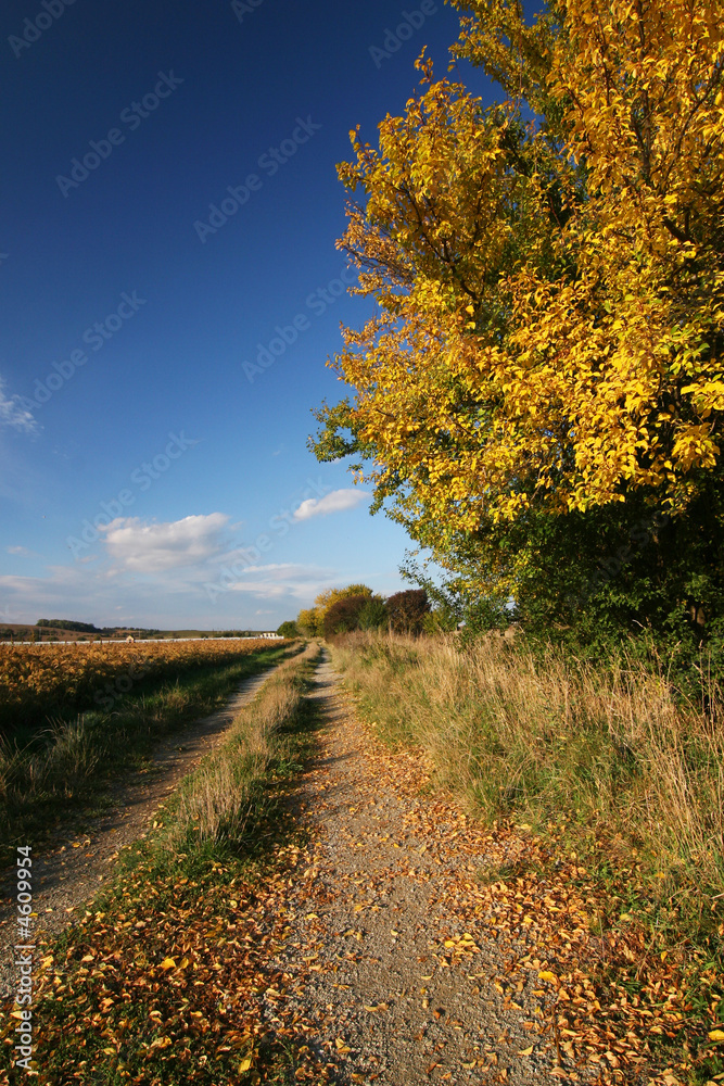 Road through the autumn Road through the autumn