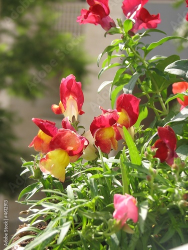 Snapdragons