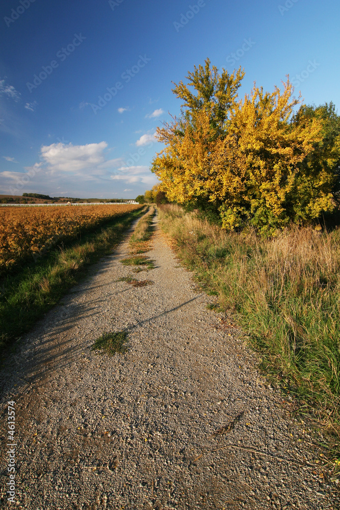 Naklejka premium Road through the autumn