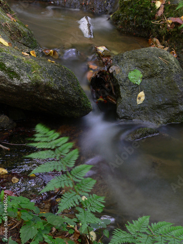 The ferny forest