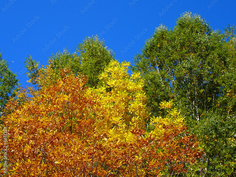 autumn color scene autumn color scene