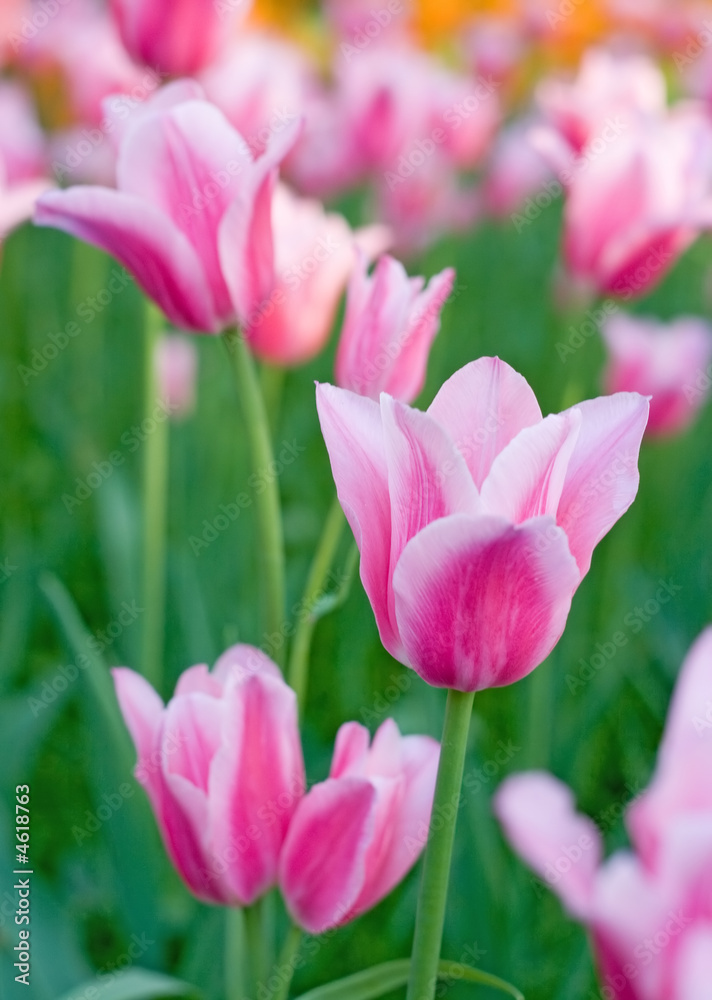 Pink Tulips in the Park