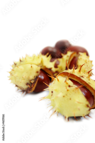 Chestnuts with thorns isolated on white