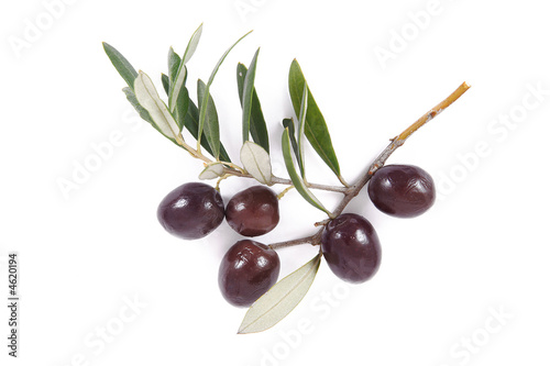 olive 62