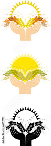For harvest of Thanksgiving Day