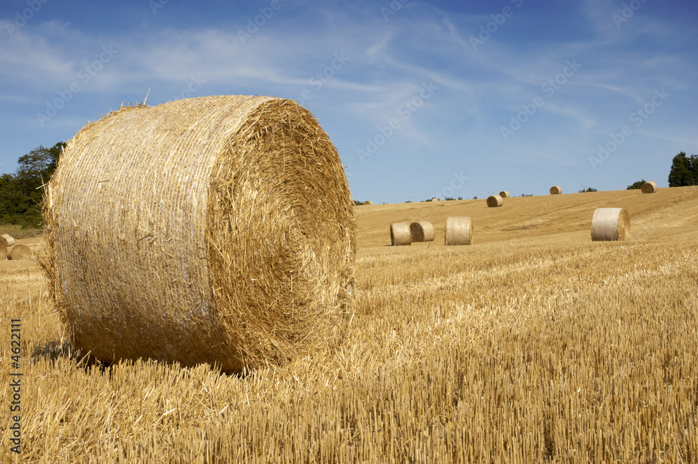 Golden fields