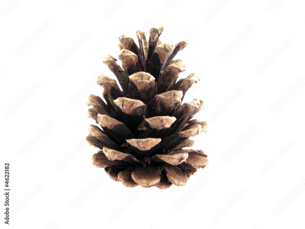 pine pine