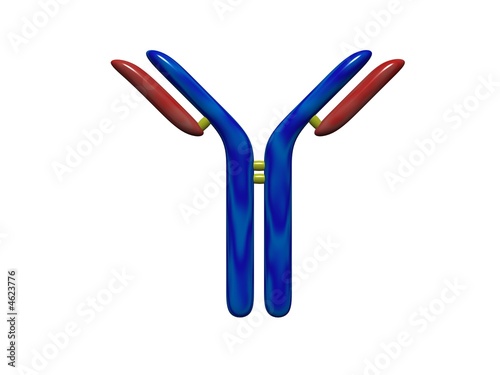 Antibody