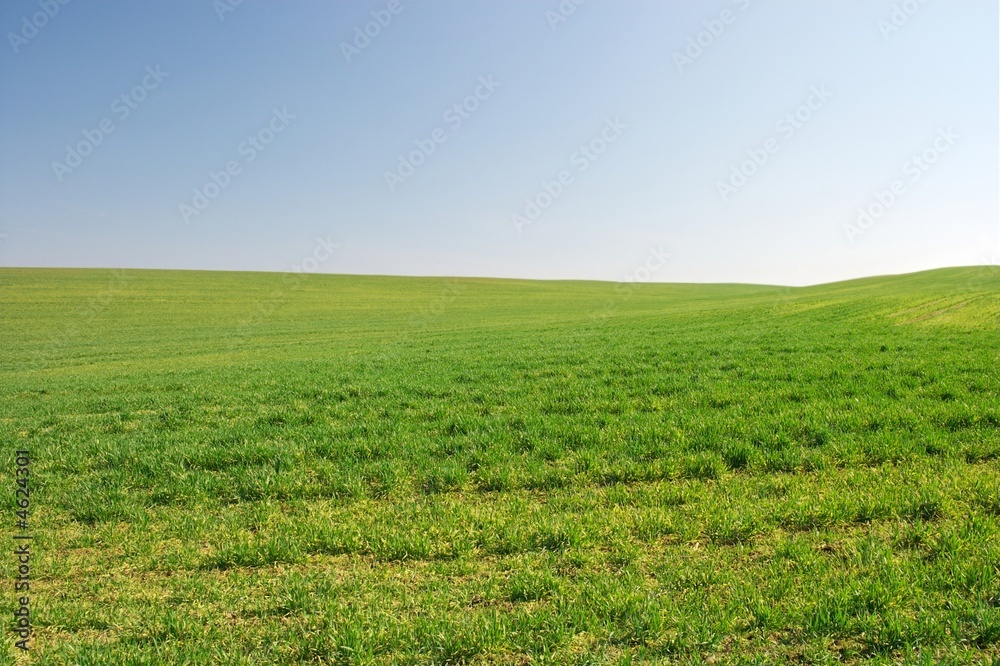 Naklejka premium Field