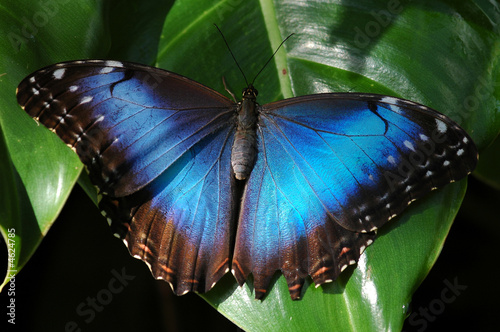 Blue Morpho Butterfly, Morpho peleides #4624785