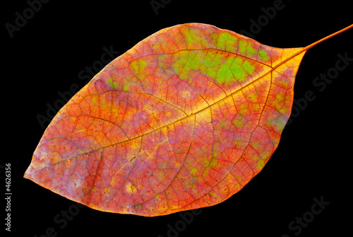 Colorful leaf on black background