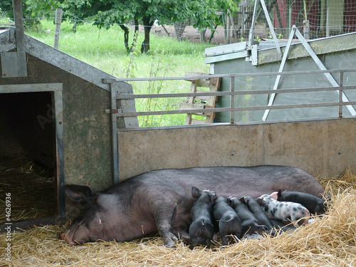 Organic Pig Farm photo