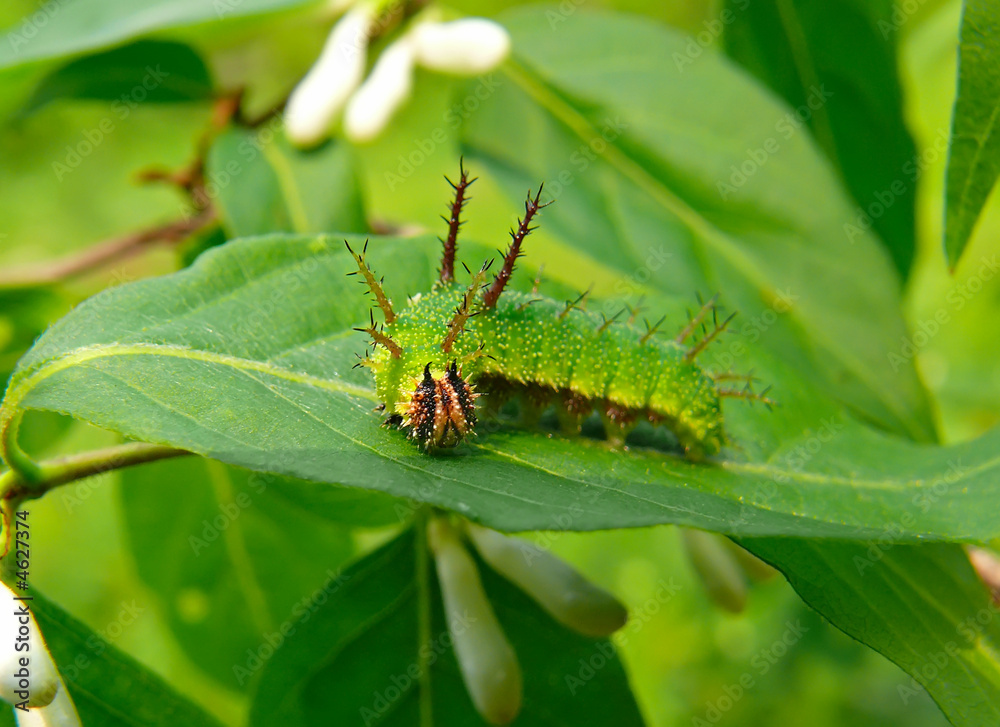 Caterpillar of Butterfly Purple 6 Caterpillar of Butterfly Purple 6