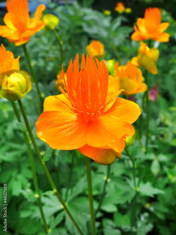 Globe-flover (Trollius chinensis) 1 Globe-flover (Trollius chinensis) 1