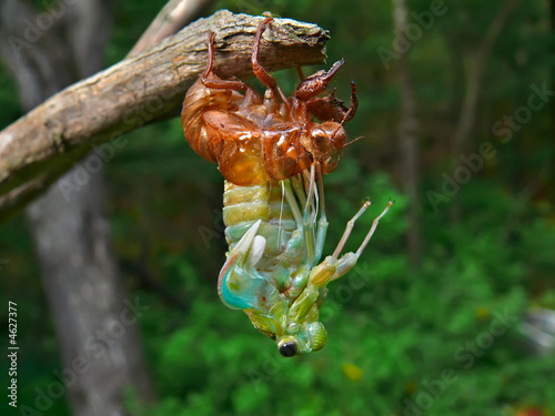 The Aborning Cicada 2
