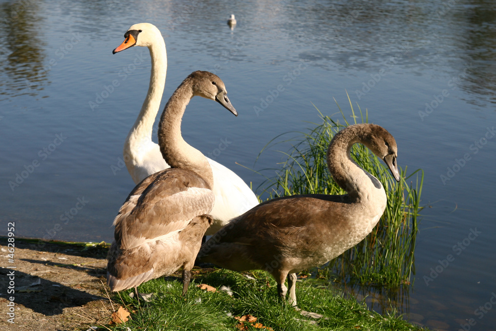 Fototapeta premium young and adult swans