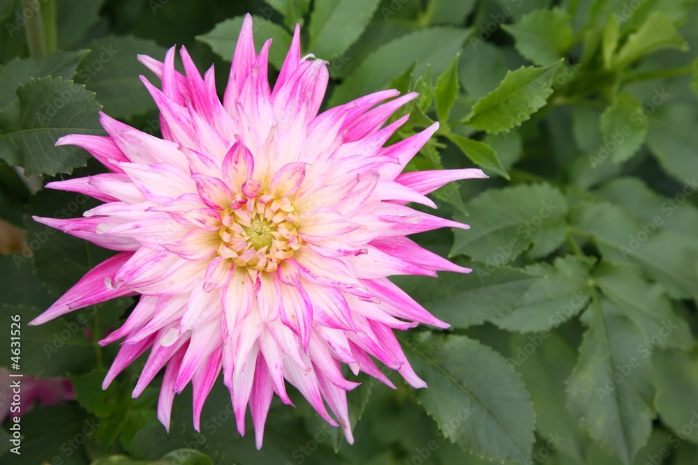 Fototapeta premium magenta dahlia flower