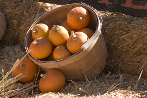Pretty pumpkins in a wooden bucket at the farm for sale