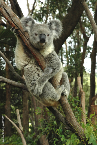 Fototapeta Naklejka Na Ścianę i Meble -  Australian koala sitting on a tree.