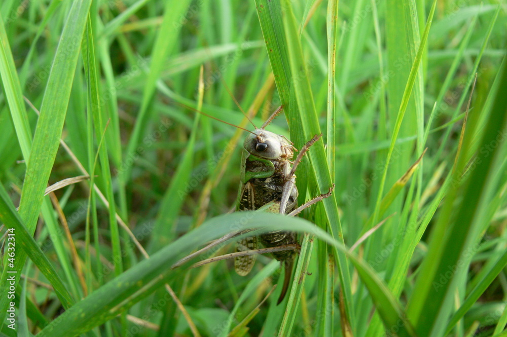 Grasshopper Grasshopper