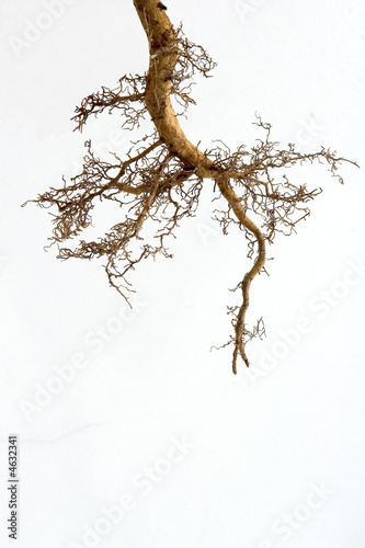 strong roots