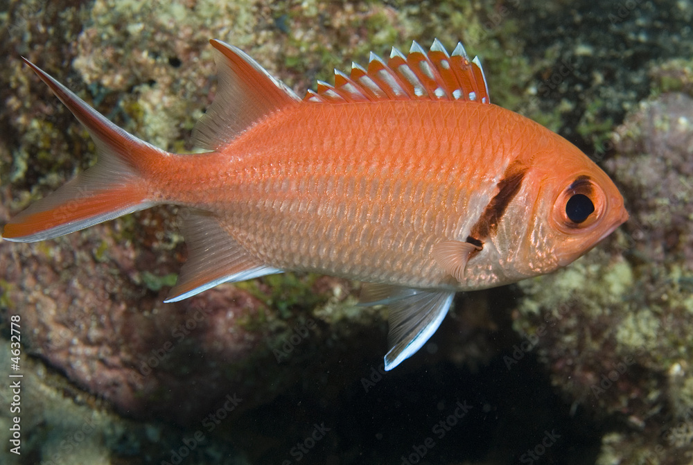 Blackbar Soldierfish, Myripristis jacobus Blackbar Soldierfish, Myripristis jacobus