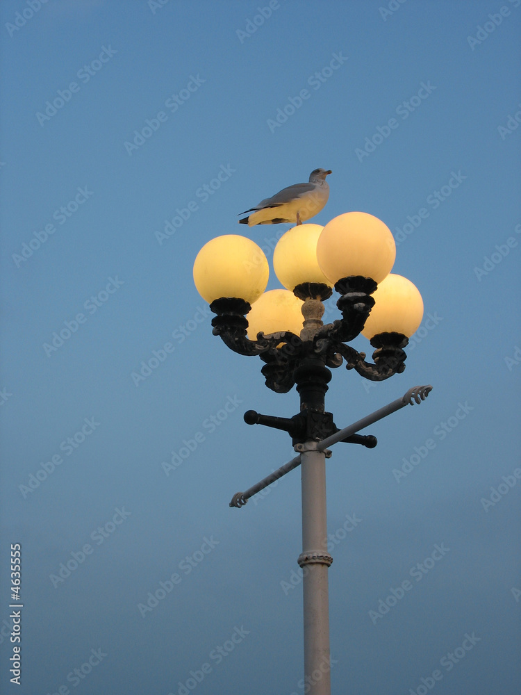 seagull sitting on a lamp