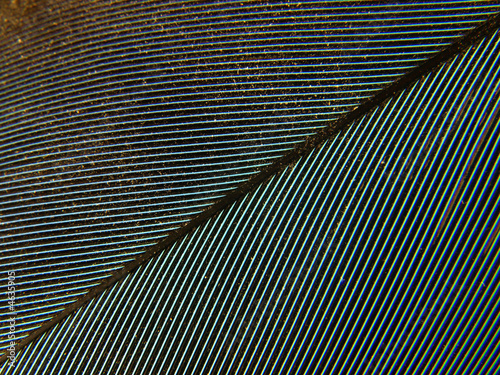 Parrot feather close up.
